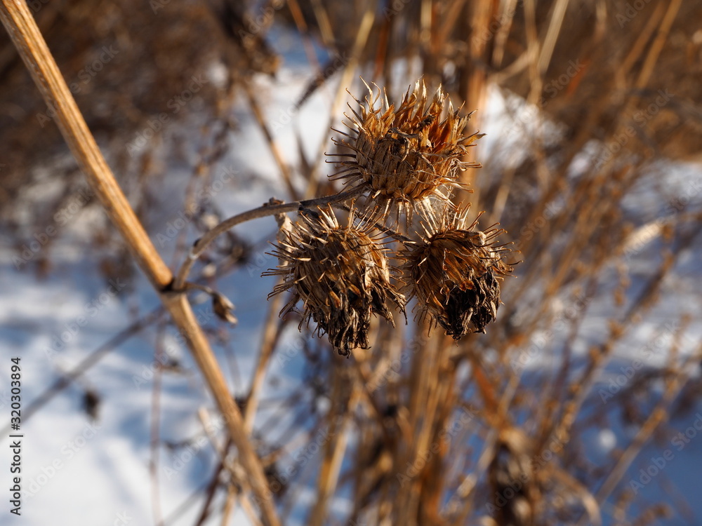 spiny plant close-up in winter on a snow background