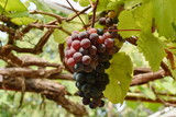 red grape growth on branch in farm