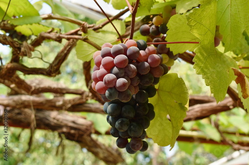 Wallpaper Mural red grape growth on branch in farm Torontodigital.ca