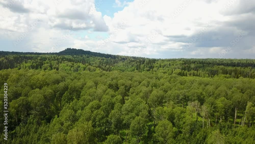 flying over the forest flying over the forest