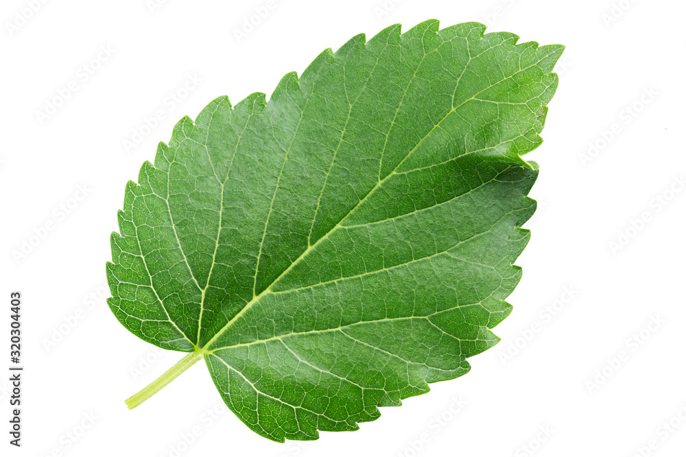 Mulberry leaves isolated on white. Full depth of field. Mulberry leaves isolated on white. Full depth of field.