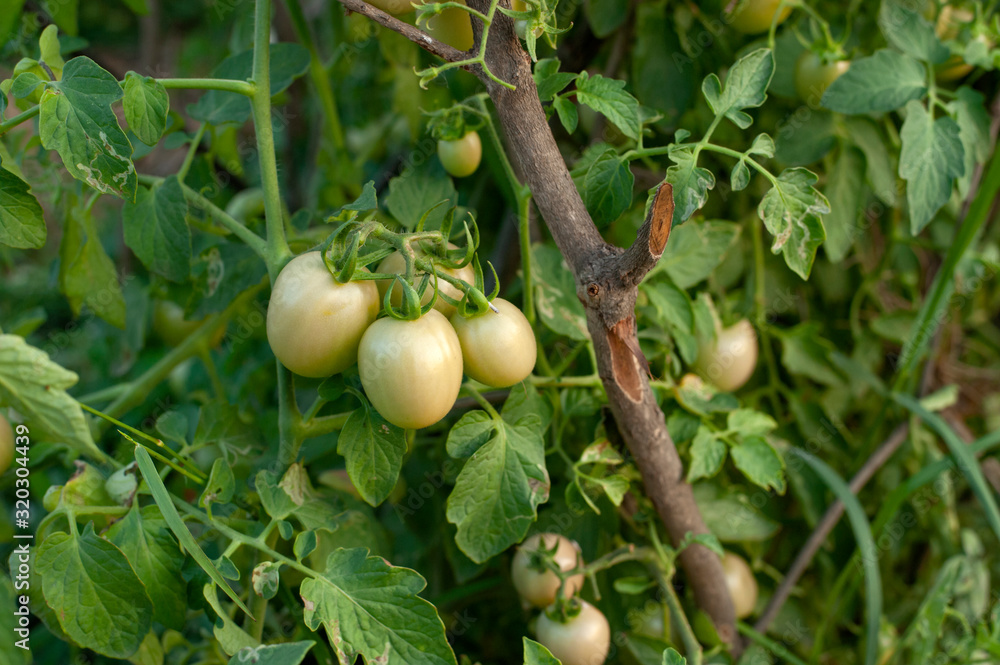 Obraz premium not ripe, green tomato on a branch in the farmer's garden. Bunch of big green tomatoes on a bush, growing selected tomato in a greenhouse.