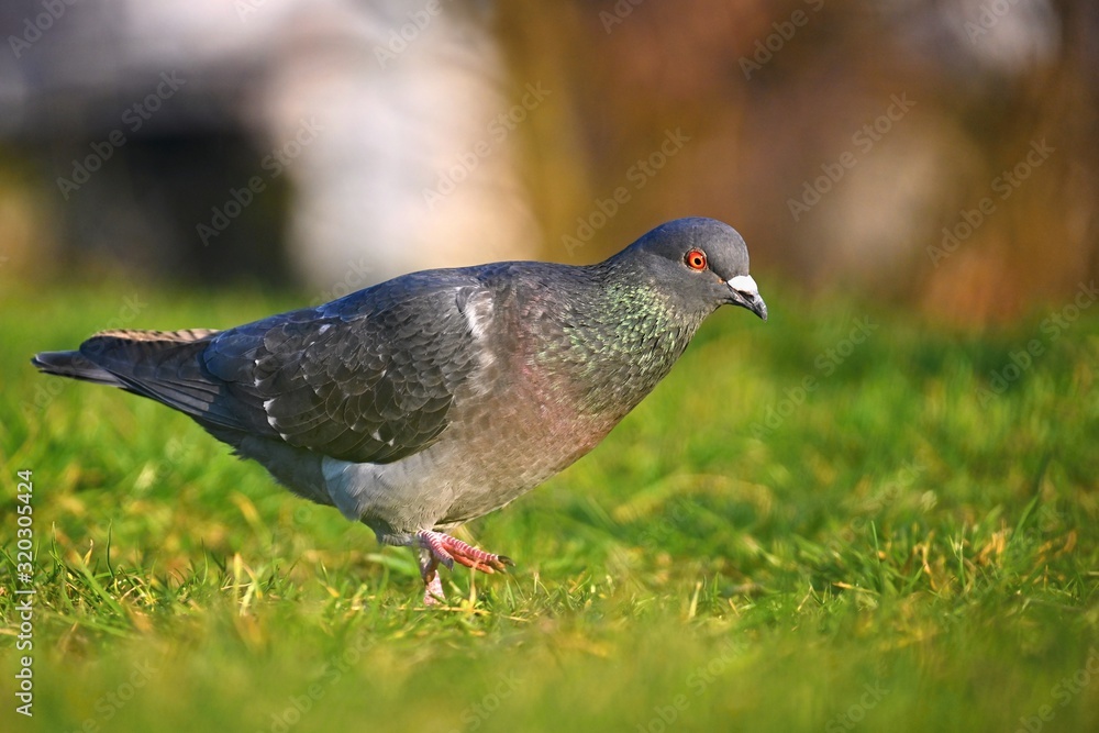 Animal - bird pigeon. Beautiful closeup shot of a pigeon in the wild. Colorful nature background with setting sun. Columba palumbus Animal - bird pigeon. Beautiful closeup shot of a pigeon in the wild. Colorful nature background with setting sun. Columba palumbus