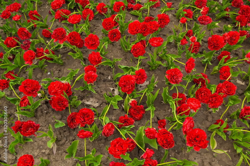 Many red tulips with green leaves. Beautiful flowers background, texture, top view