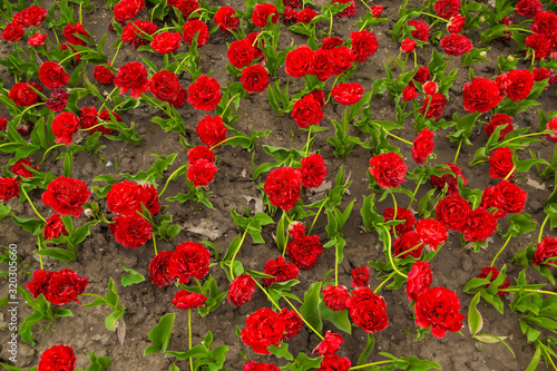 Many red tulips with green leaves. Beautiful flowers background  texture  top view