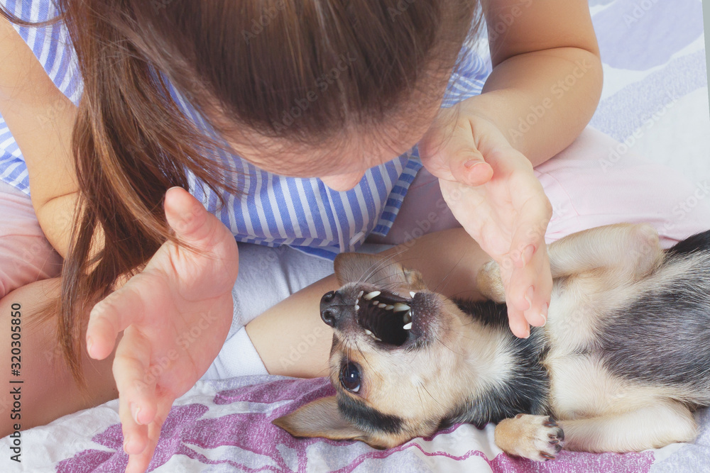 A young girl plays with a cute dog toy terrier A young girl plays with a cute dog toy terrier