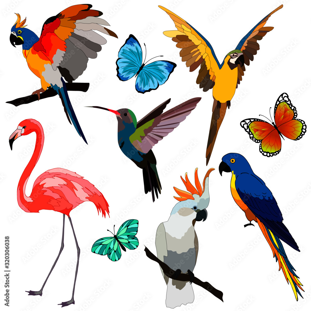 Obraz premium set of tropical birds and butterflies, isolate on a white background, bird for clothing design, bright parrots