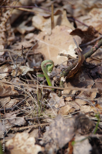 Young fern sprout in the forest