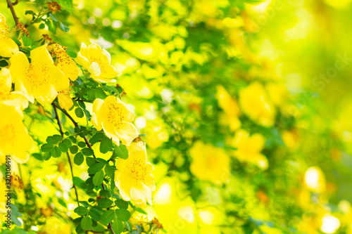 Yellow dog rose. Rosa canina flowers with green leaves on a blurry background. Blooming wild yellow rose bush. Yellow dog rose (Rosa canina) on a bokeh. Copy space © Lazartivan