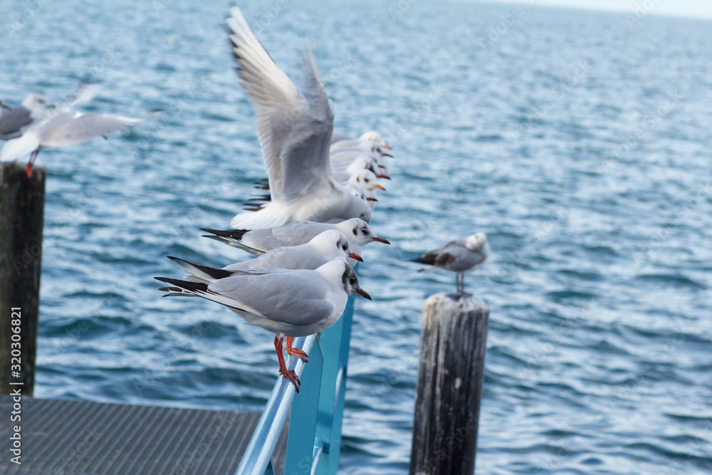 Fototapeta premium seagulls birds close to a lake