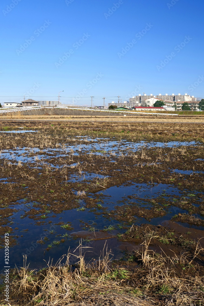 Fototapeta premium 水たまりのある冬の朝の田圃風景