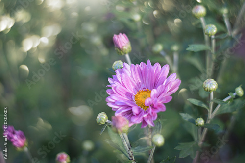 Beautiful flower purple Daisy