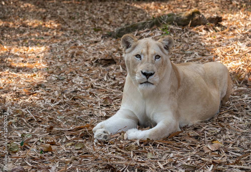 Obraz premium female african lion