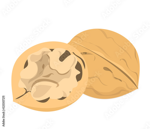 Walnut vector isolated. Organic snack with a nutshell