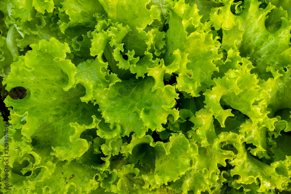 Fresh green salad in garden for background Fresh green salad in garden for background