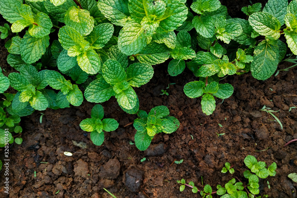 Fresh mint grow in the garden Fresh mint grow in the garden