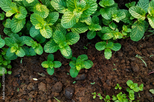 Fresh mint grow in the garden