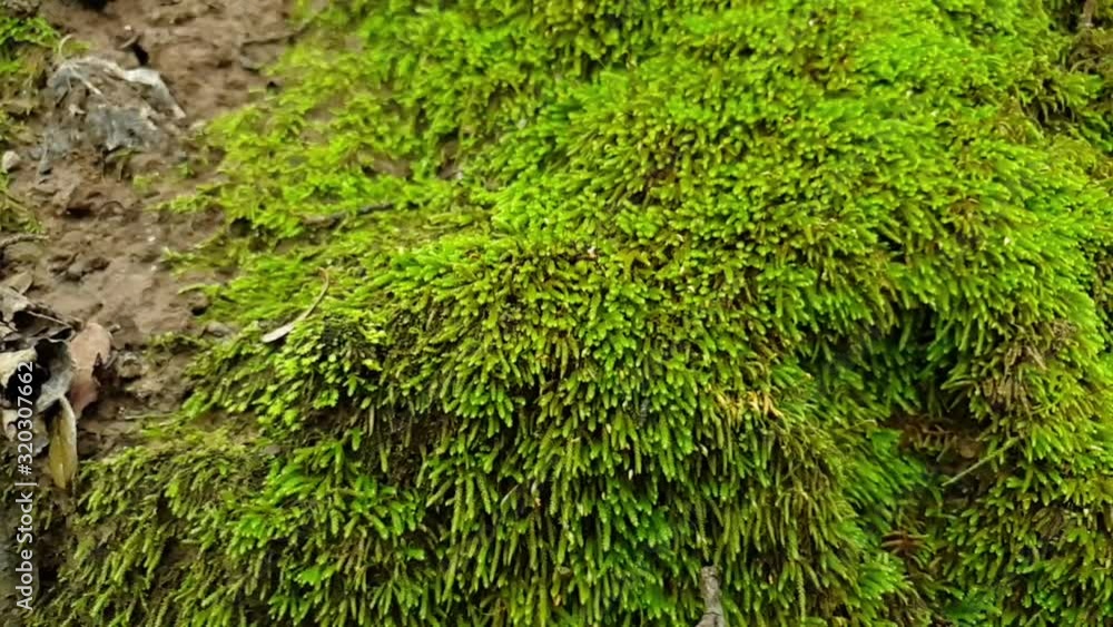 Long strands of emerald green moss growing on rocks in a forest hiking trail footpath Long strands of emerald green moss growing on rocks in a forest hiking trail footpath