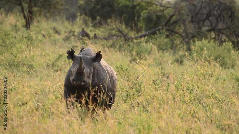 Black rhinoceros or hook-lipped rhinoceros, in the Maasai Mara wild in Kenya. Black rhinoceros or hook-lipped rhinoceros, in the Maasai Mara wild in Kenya.