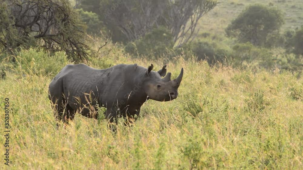 Side view of Black rhinoceros or hook-lipped rhinoceros, in the Maasai Mara wild in Kenya. Side view of Black rhinoceros or hook-lipped rhinoceros, in the Maasai Mara wild in Kenya.