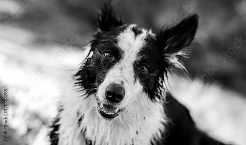 funny border collie having fun in the field and shaking water © Quique