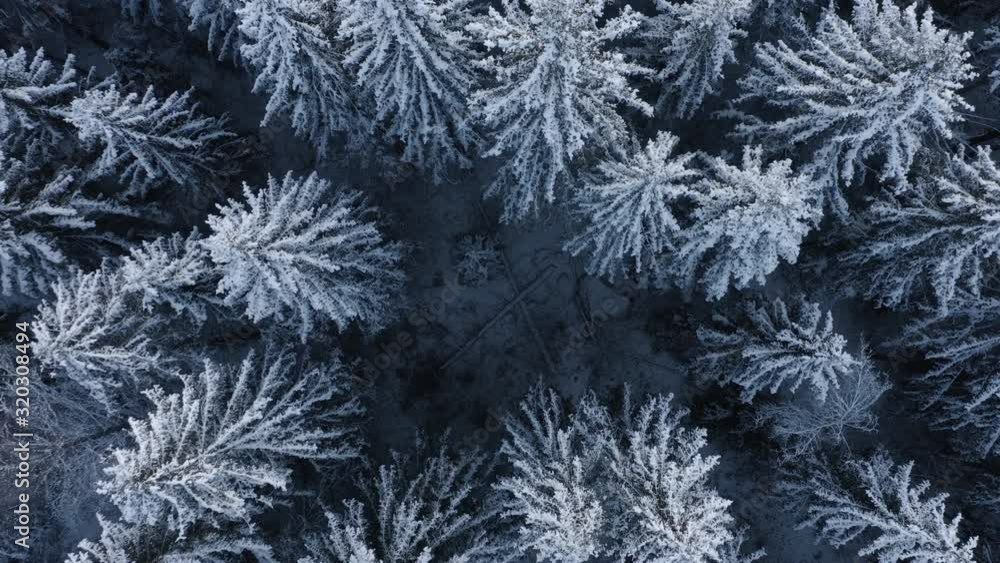 Aerial, rising, drone shot, top down, above frosty, snow covered trees, wintry woods, on a overcast, winter day, in Finland Aerial, rising, drone shot, top down, above frosty, snow covered trees, wintry woods, on a overcast, winter day, in Finland