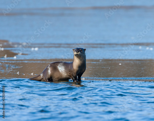 River Otter on the edge of the ice