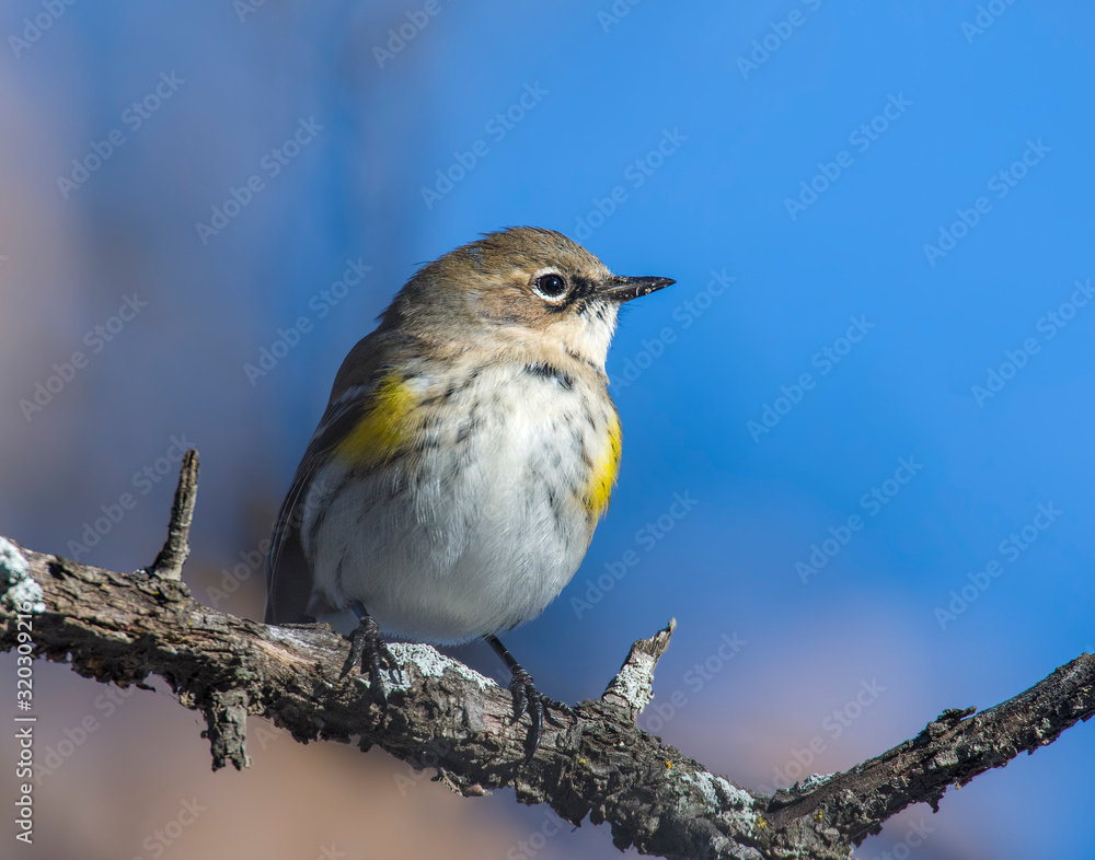 Yellow-rumped Warbler on a perch