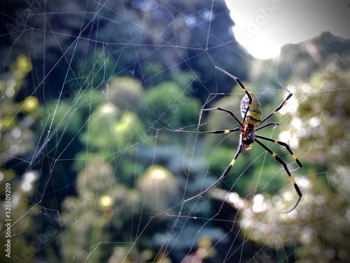 spider on a web photo