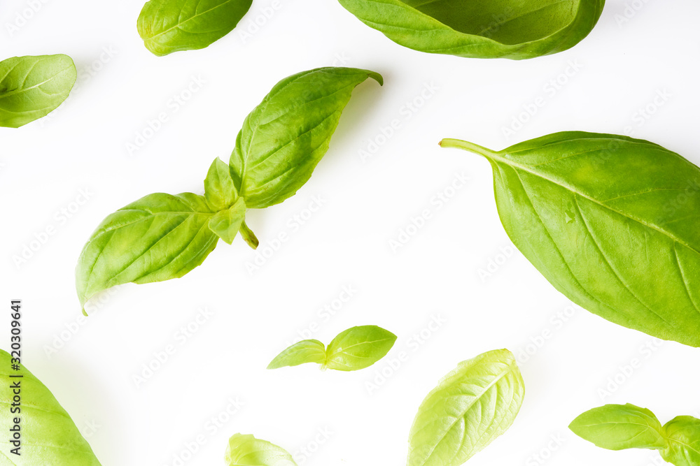 basil leaves isolated on white background basil leaves isolated on white background
