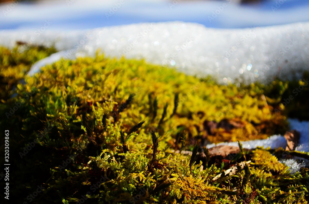 The trunk of an old tree with lichen and moss. Snow on a tree trunk. Late autumn or early winter in a birch forest The trunk of an old tree with lichen and moss. Snow on a tree trunk. Late autumn or early winter in a birch forest