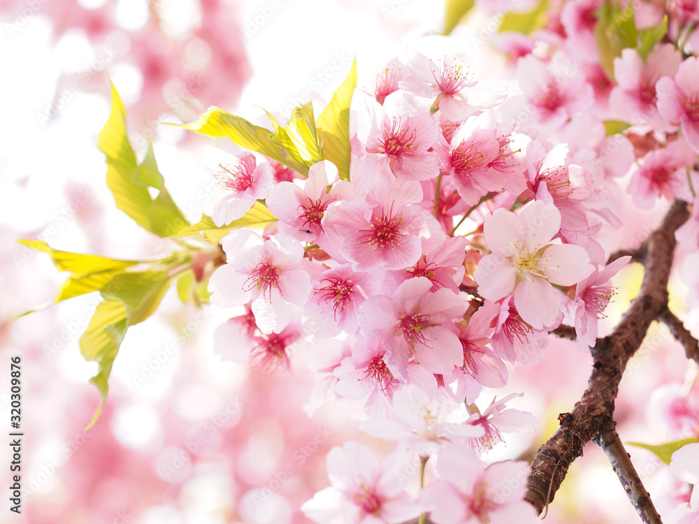 満開の大寒桜の咲く日本の春の風景