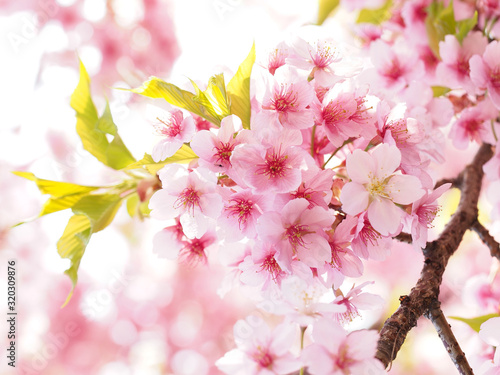 満開の大寒桜の咲く日本の春の風景