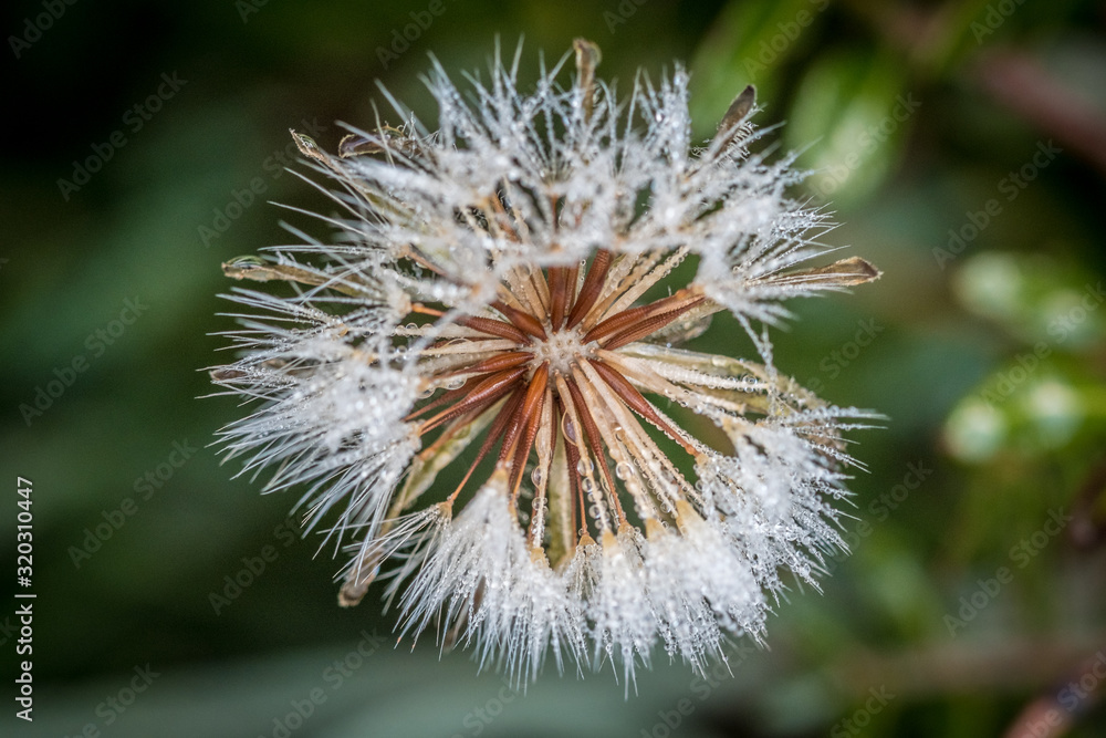 pusteblume