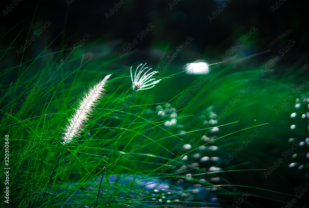 Spring white grass flower nature in the morning Spring white grass flower nature in the morning