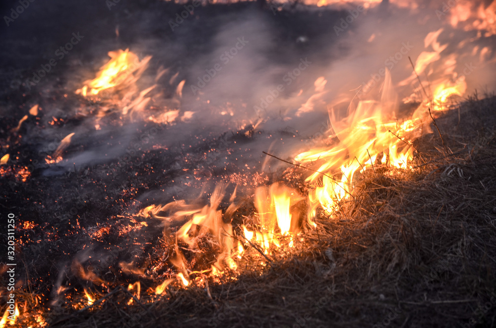 Dry grass burns on meadow in countryside, close up. Wild fire burning dry grass in field. Orange flames and billowing smoke. Open fire. Bush fire in wilderness area. Nature on fire.Danger and Disaster
