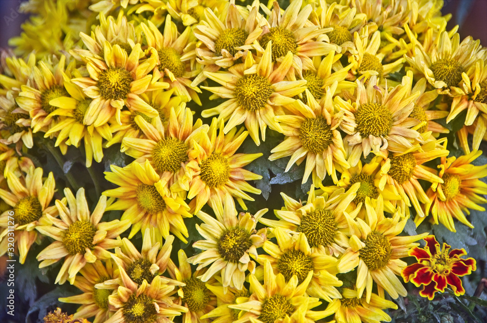 Chrysanthemum flower in full bloom in garden Chrysanthemum flower in full bloom in garden