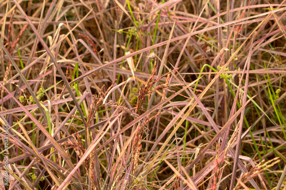rice pink lady and rice berry in nature background rice pink lady and rice berry in nature background
