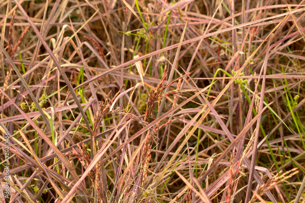 rice pink lady and rice berry in nature background