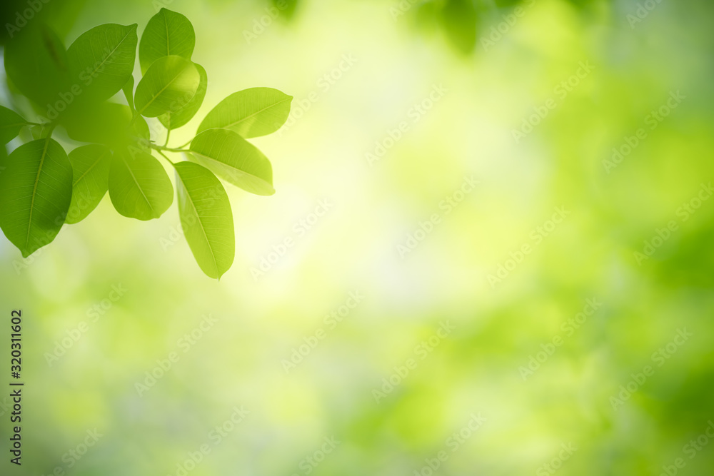 Nature of green leaf in garden at summer. Natural green leaves plants using as spring background cover page greenery environment ecology wallpaper Nature of green leaf in garden at summer. Natural green leaves plants using as spring background cover page greenery environment ecology wallpaper