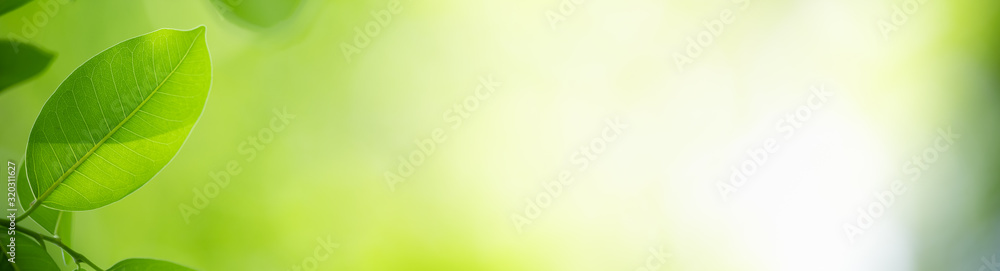 Nature of green leaf in garden at summer. Natural green leaves plants using as spring background cover page greenery environment ecology wallpaper Nature of green leaf in garden at summer. Natural green leaves plants using as spring background cover page greenery environment ecology wallpaper