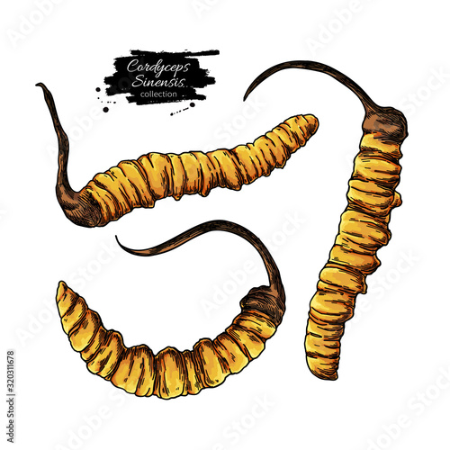 Cordyceps sinensis vector drawing. Hand drawn illustration isolated on white background.