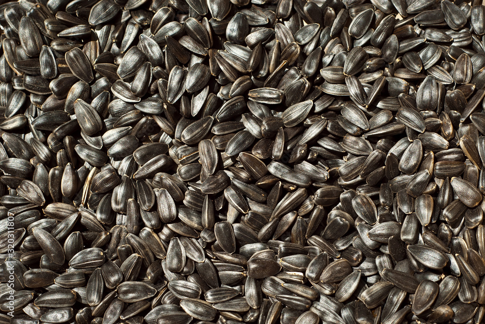 Texture of sunflower seeds. Many grains close up. Texture of sunflower seeds. Many grains close up.
