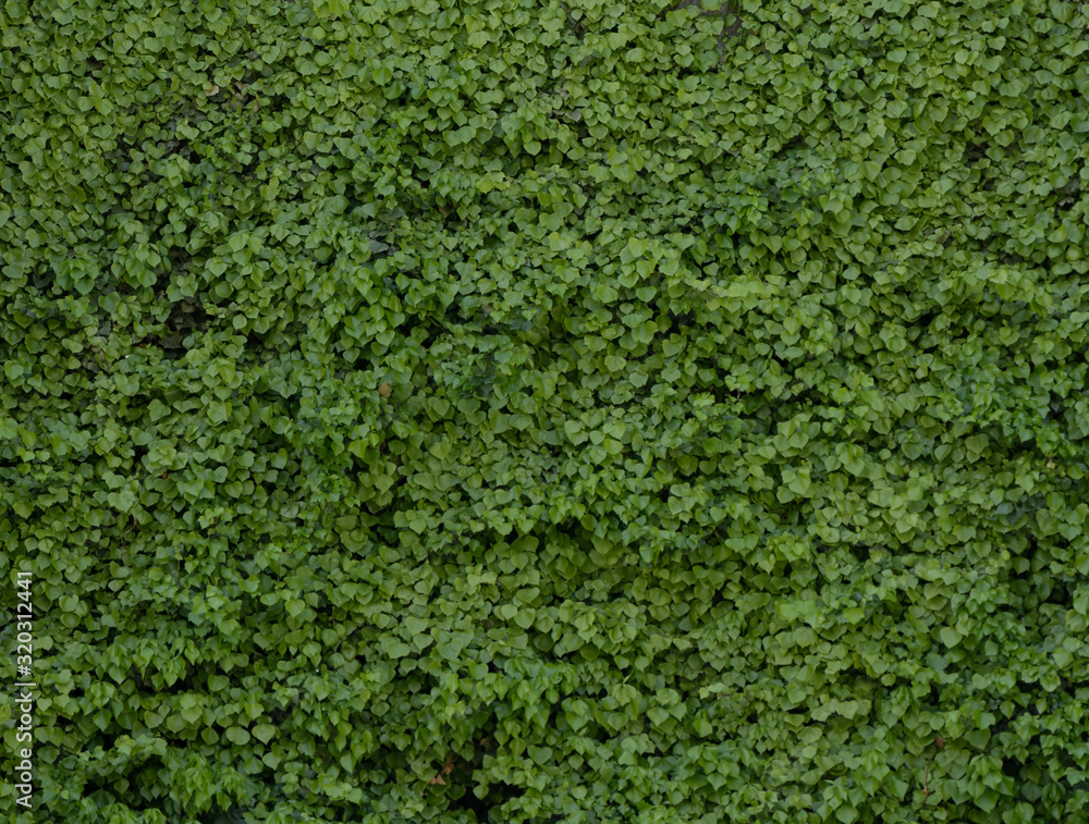 wall completely covered by ivy wall completely covered by ivy