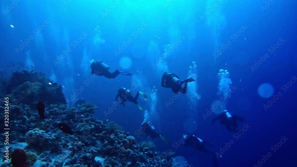 Divers swimming carefully at the bottom of the coral sea. Divers swimming carefully at the bottom of the coral sea.