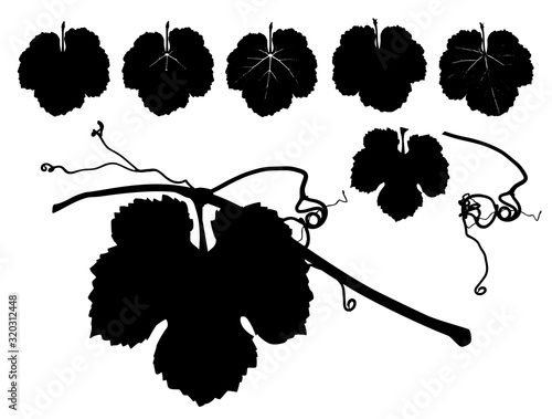 Vector illustration of different vine leaves. Drawing of sarment tendrils and vine leaf.
