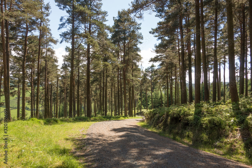 Deserted woodland trail at Glendalough, Co. Wicklow, Ireland. Deserted woodland trail at Glendalough, Co. Wicklow, Ireland.