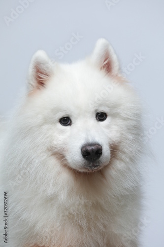 The samoyed dog makes a variety of naughty and lovely, happy and sad expressions. It is people's favorite pet, dog portrait combination series on a gray and white background