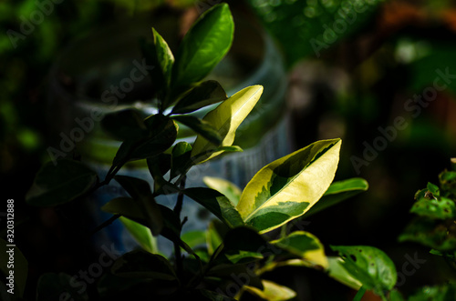 Close-up macro shot, green leaves translucent in the sun over shallow depth of field background