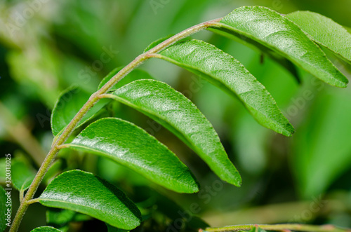 Close up shot, fresh curry leaves (Murraya koenigii or Bergera koenigii) in the plant garden photo
